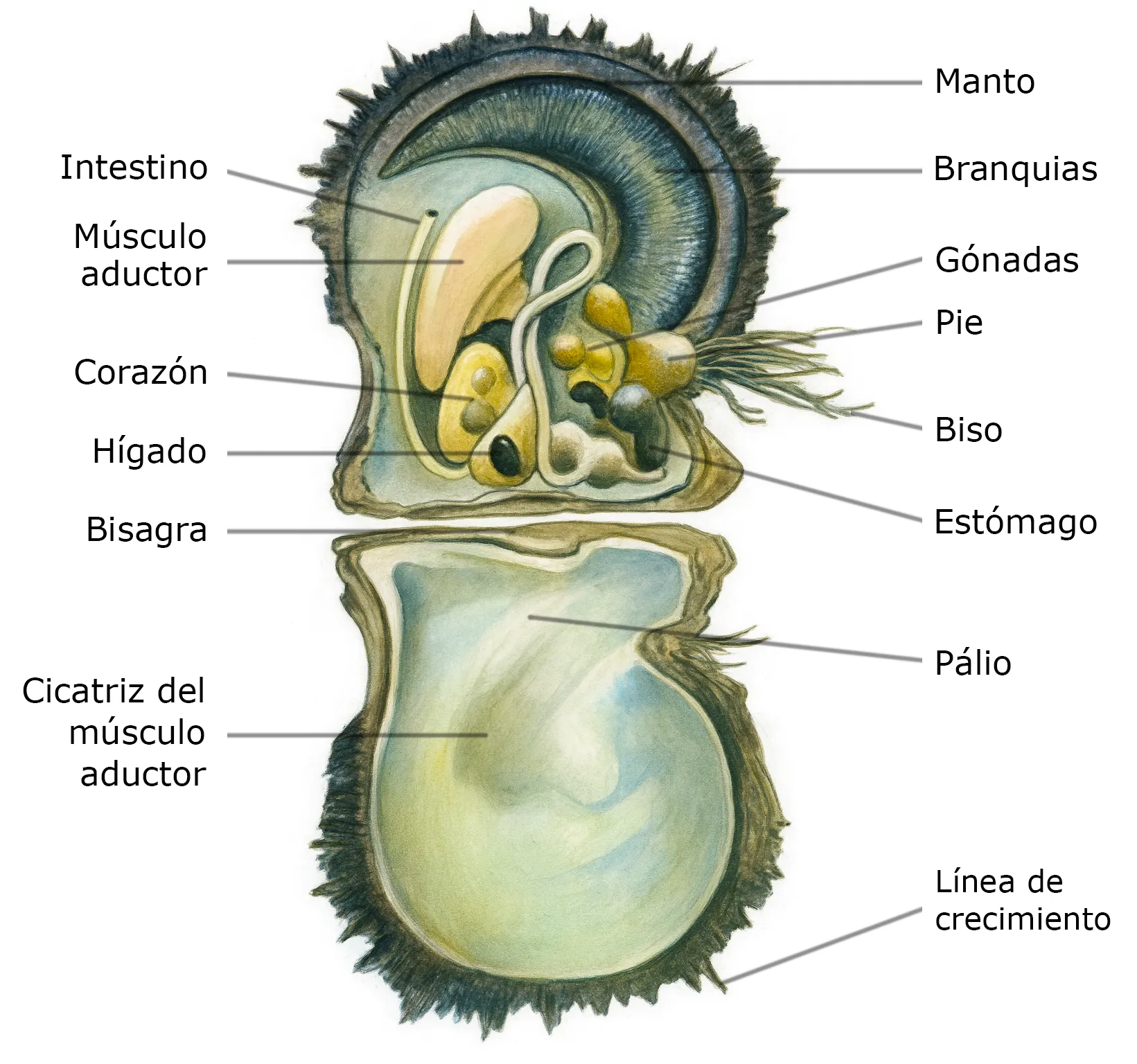 Anatomía de Pinctada Margaritifera