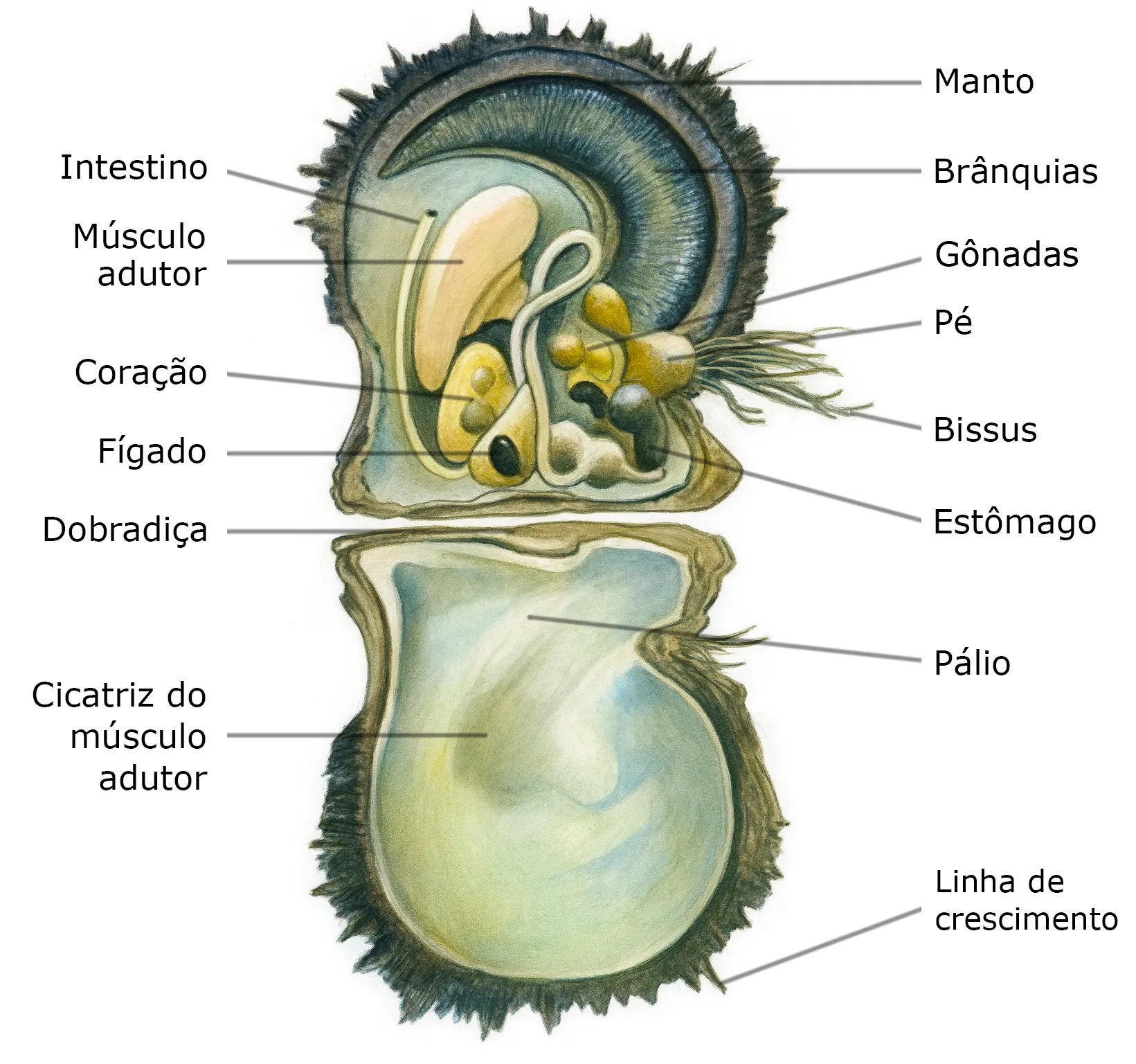 Anatomia da Pinctada Margaritifera