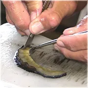 Preparando o enxerto